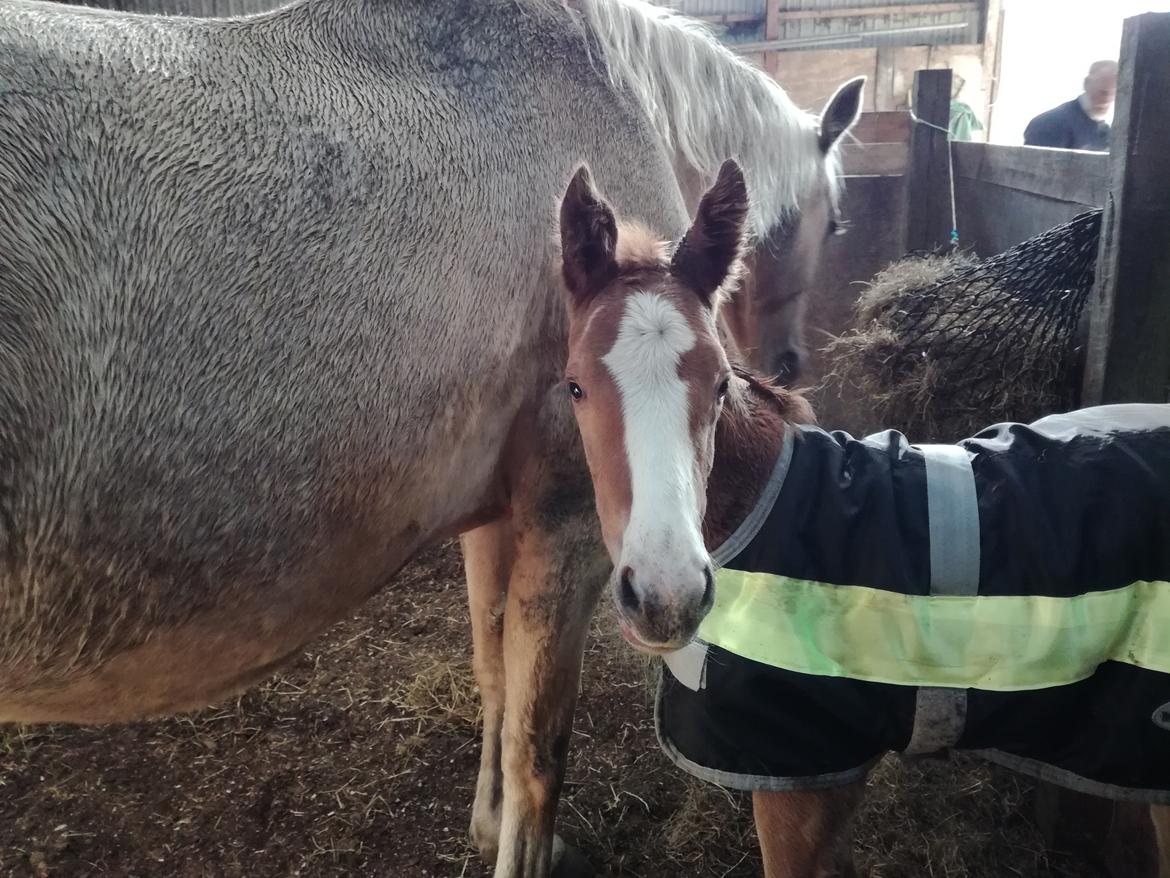 Palomino Højagers Cinderella billede 4