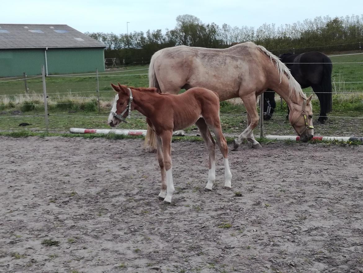 Palomino Højagers Cinderella billede 5