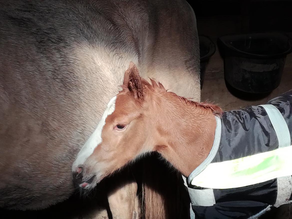 Palomino Højagers Cinderella billede 3