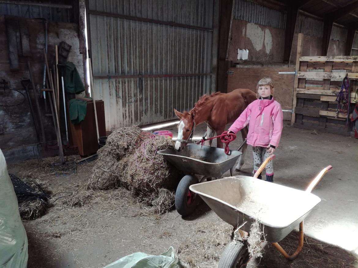 Palomino Højagers Cinderella billede 8