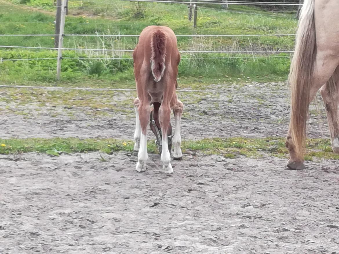 Palomino Højagers Cinderella billede 6