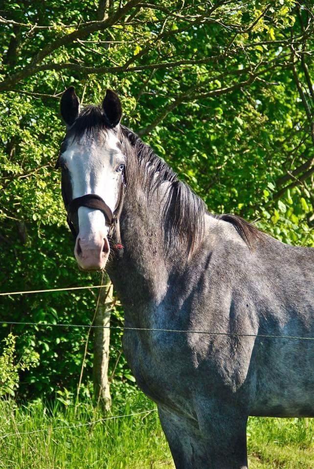 Dansk Varmblod Rosenlunds St. Tropez *solgt* billede 1