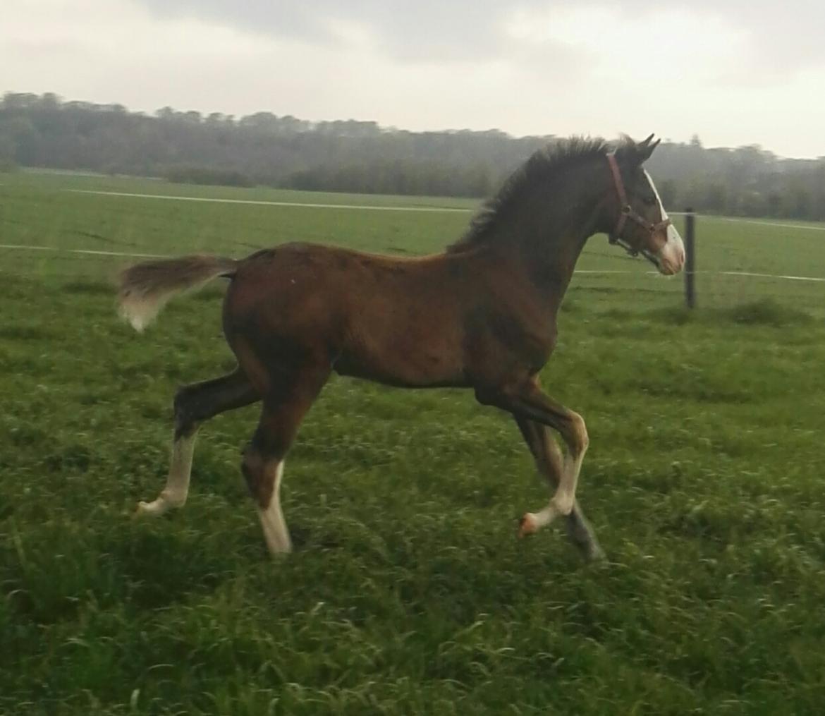 Dansk Varmblod Rosenlunds St Gloriana billede 6