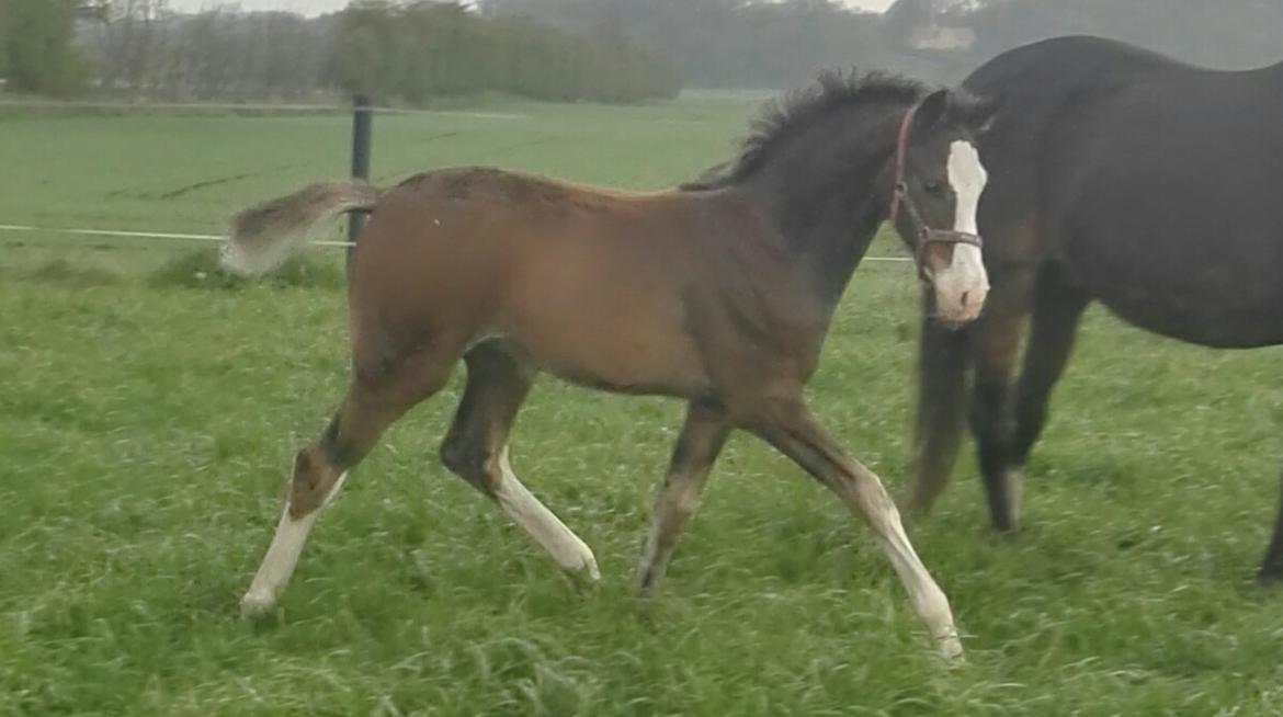 Dansk Varmblod Rosenlunds St Gloriana billede 5
