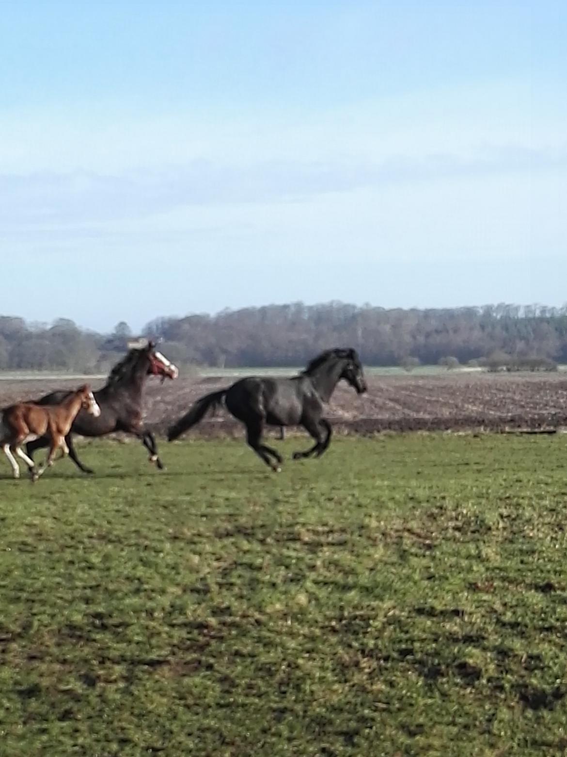 Dansk Varmblod Hejbøls Unik  billede 4