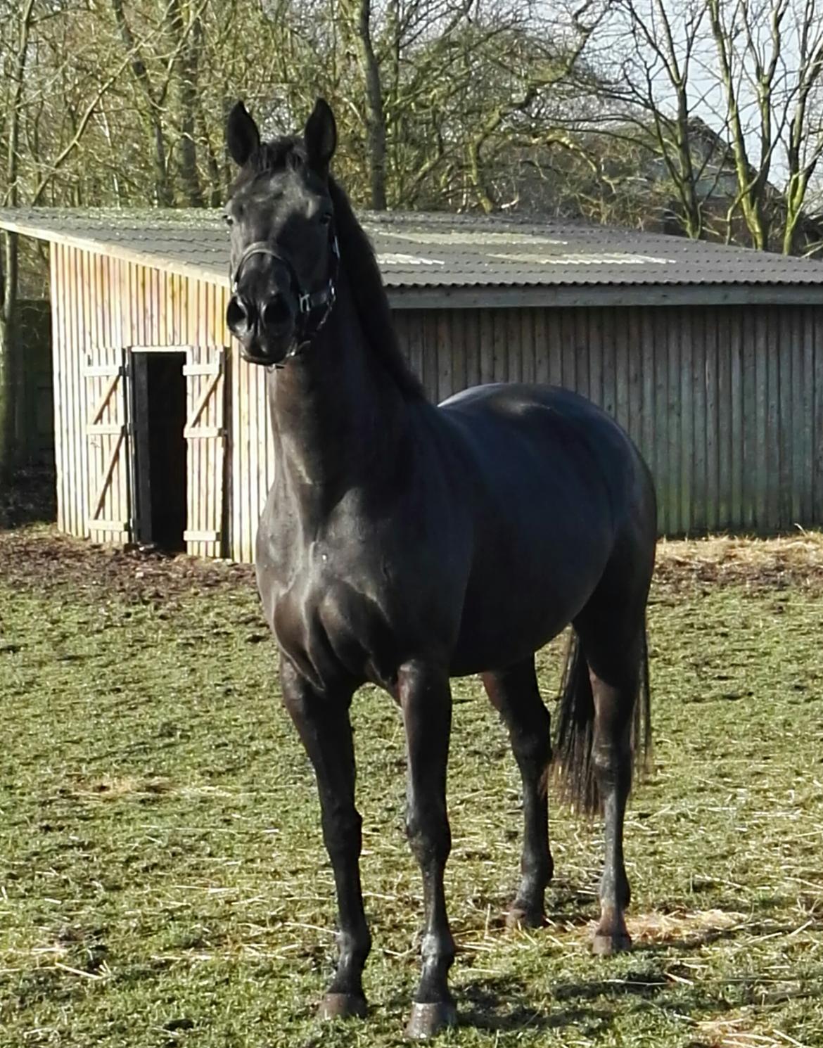 Dansk Varmblod Hejbøls Unik  billede 1