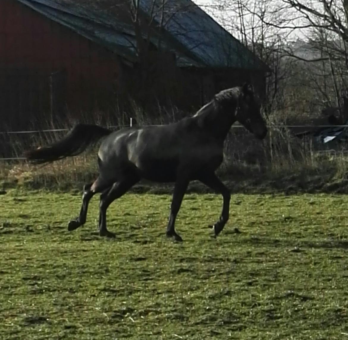 Dansk Varmblod Hejbøls Unik  billede 2
