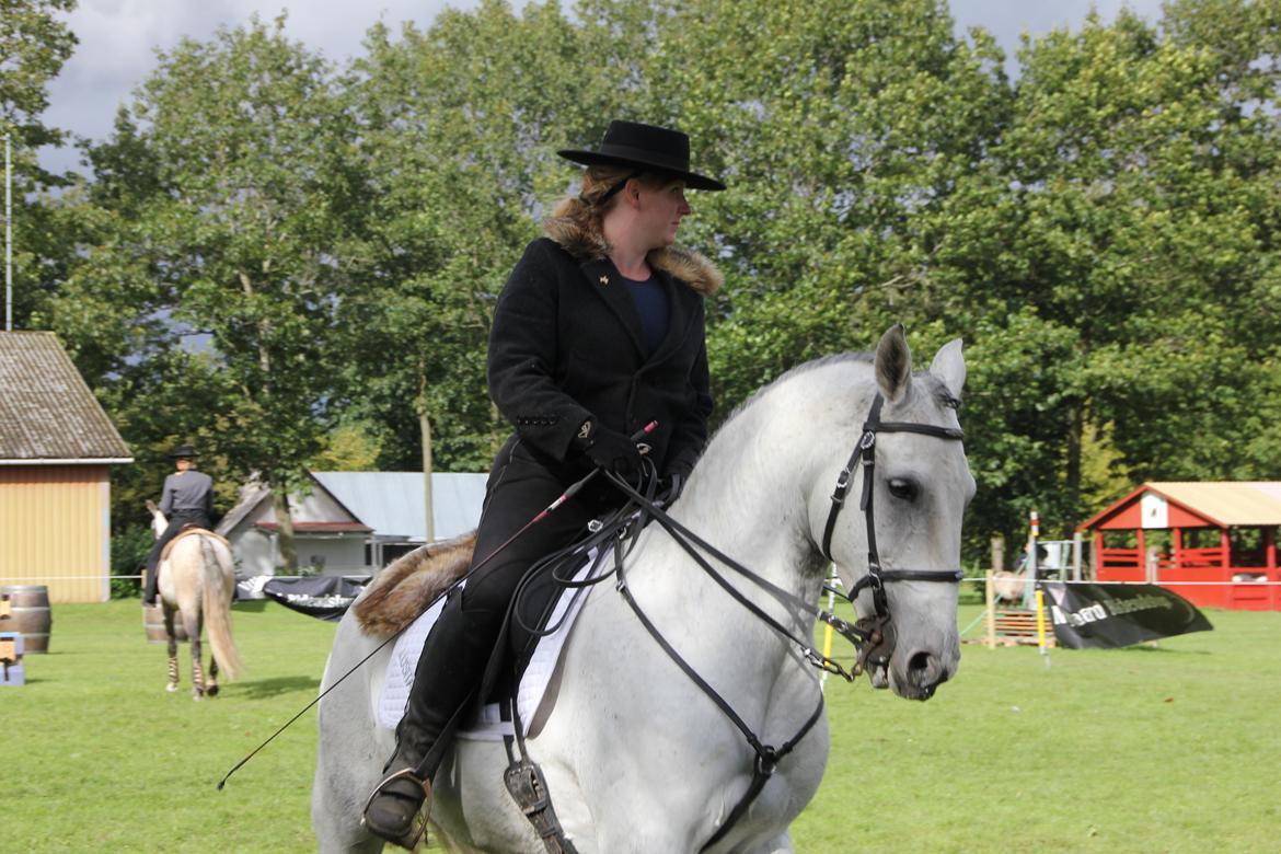 Lusitano Zibelina - Store hestedag . Lusitano Zibelina billede 10