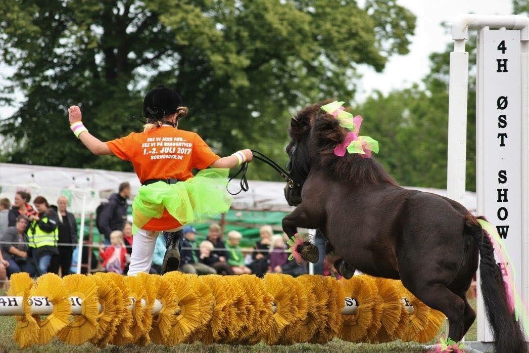 Shetlænder Elvira - Luna og Elvira på Bregentved dyrskue 2016 billede 19