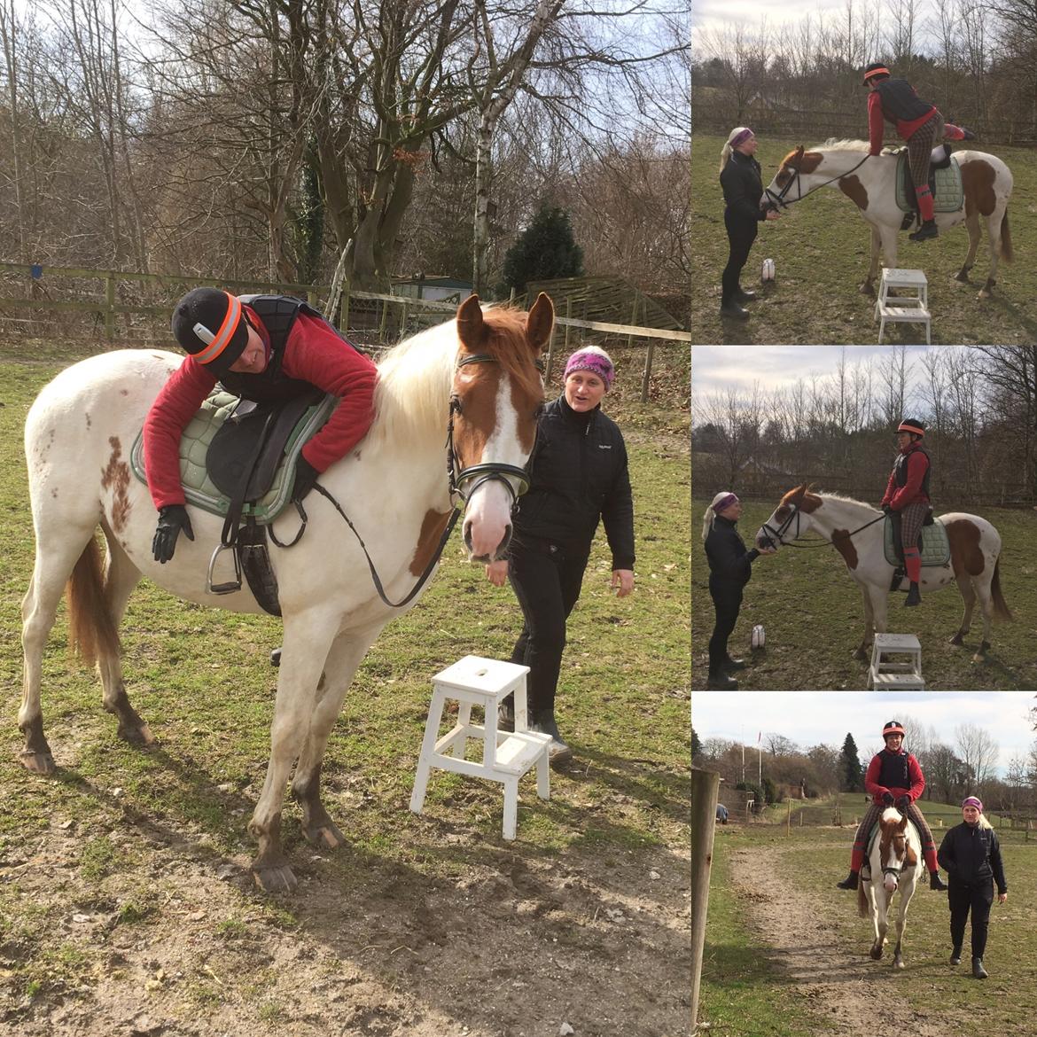 Pinto Bayleigh billede 11