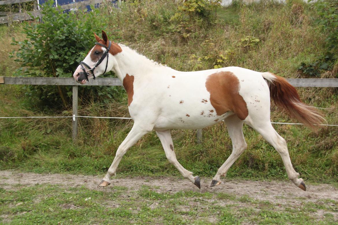 Pinto Bayleigh billede 17