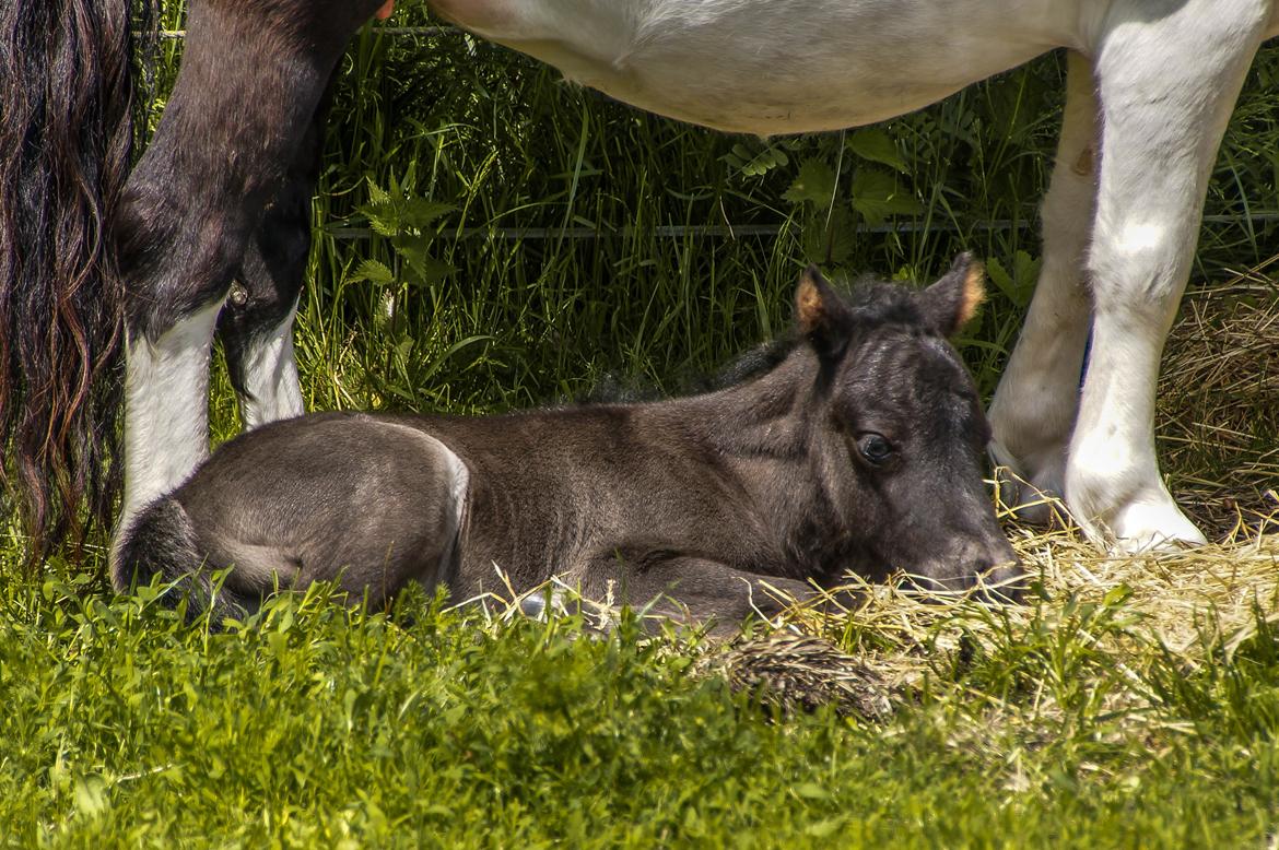 Shetlænder Stratensmindes Made by a Warrior - 2 dage gammel billede 1