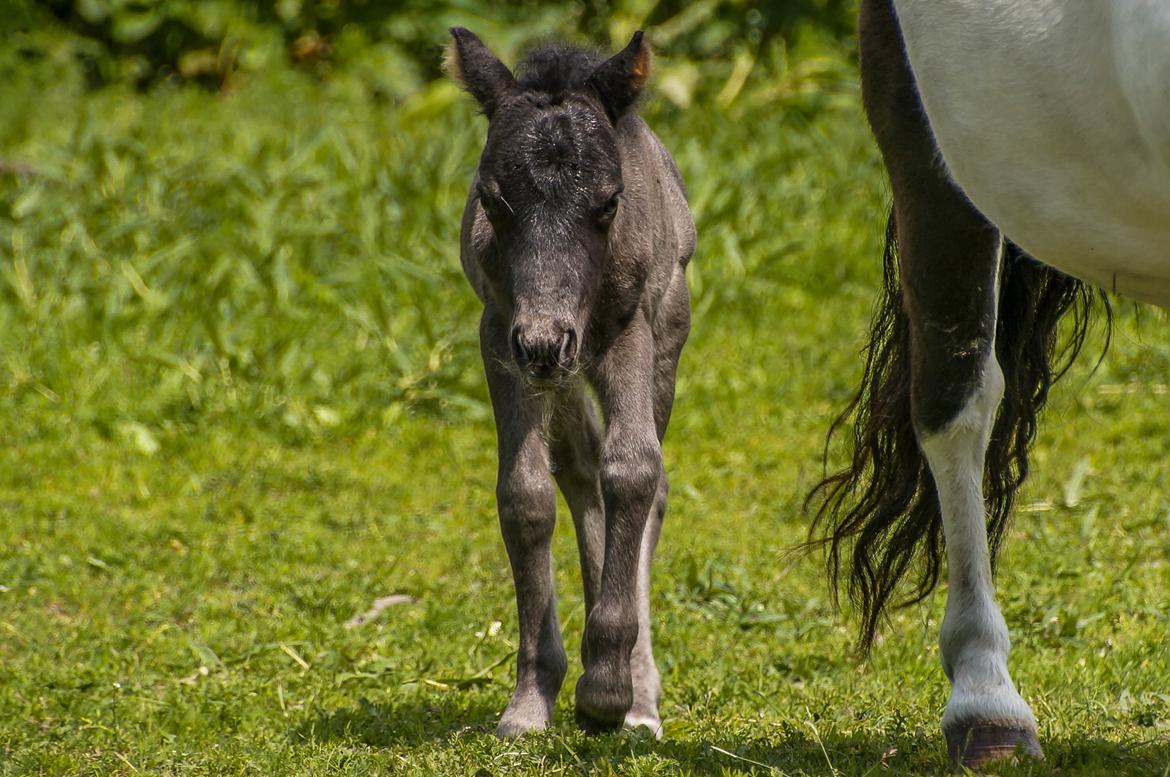 Shetlænder Stratensmindes Made by a Warrior - 2 dage gammel billede 2