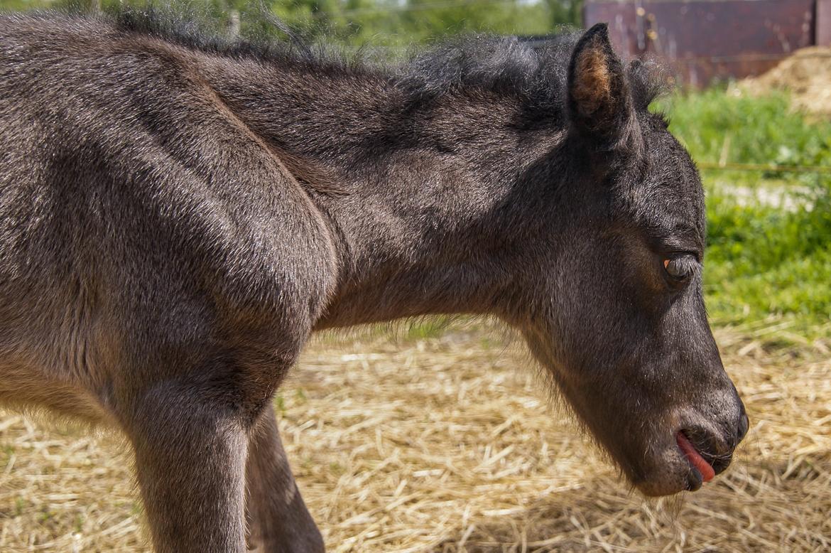 Shetlænder Stratensmindes Made by a Warrior - 2 dage gammel billede 4
