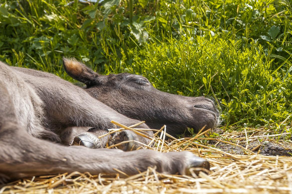 Shetlænder Stratensmindes Made by a Warrior - 2 dage gammel billede 6