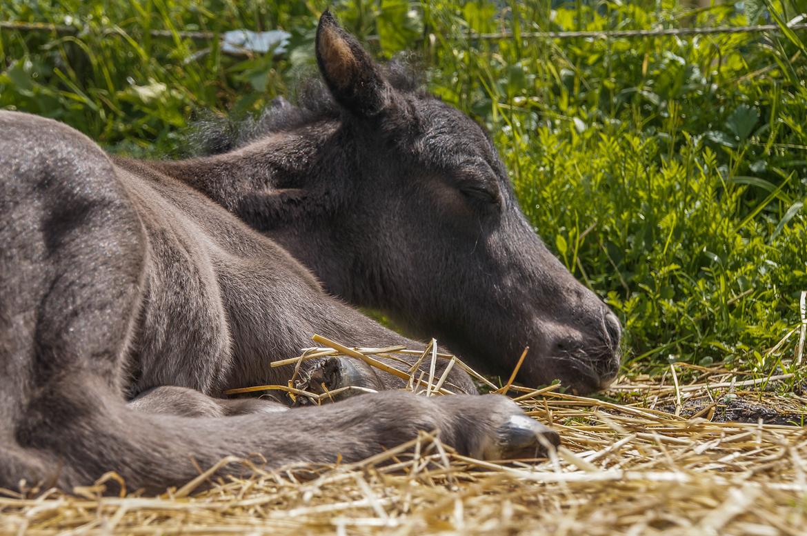 Shetlænder Stratensmindes Made by a Warrior - 2 dage gammel billede 5