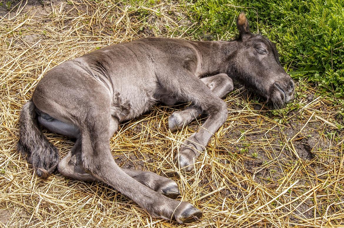 Shetlænder Stratensmindes Made by a Warrior - 2 dage gammel billede 7