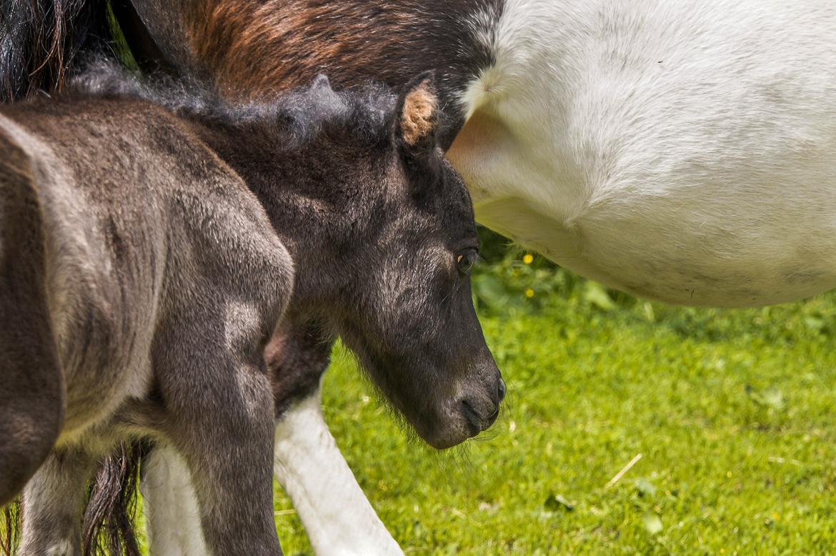 Shetlænder Stratensmindes Made by a Warrior - 2 dage gammel billede 8