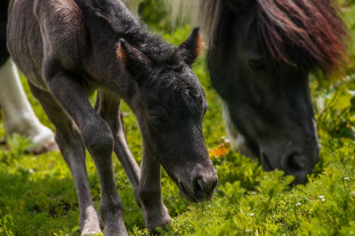 Shetlænder Stratensmindes Made by a Warrior - 2 dage gammel billede 9