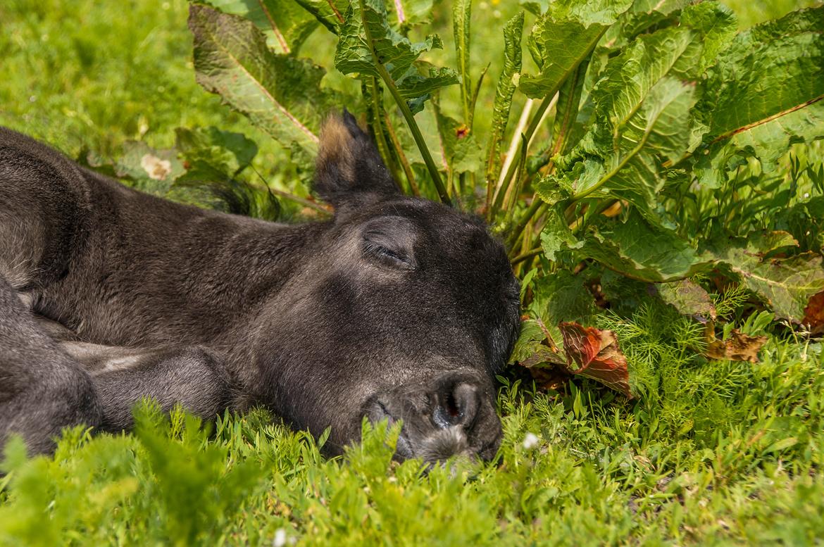 Shetlænder Stratensmindes Made by a Warrior - 2 dage gammel billede 10
