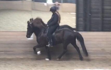 Islænder Kolka  fra Vinkærgård billede 2