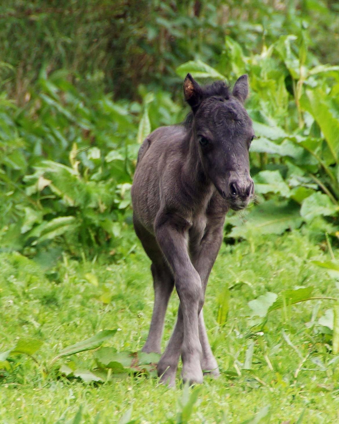 Shetlænder Stratensmindes Made by a Warrior - 2 dage gammel billede 12