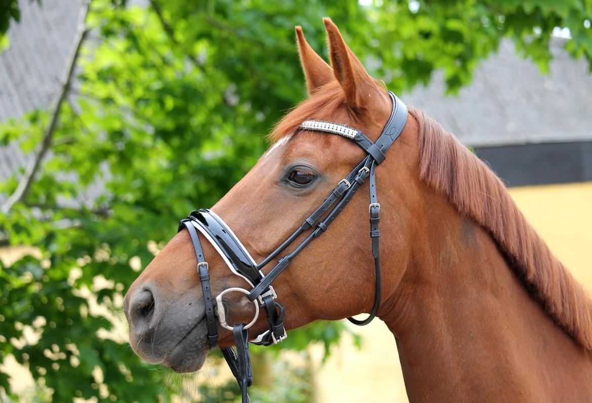 Tysk Oldenburger First Romance Bastbjerg billede 4