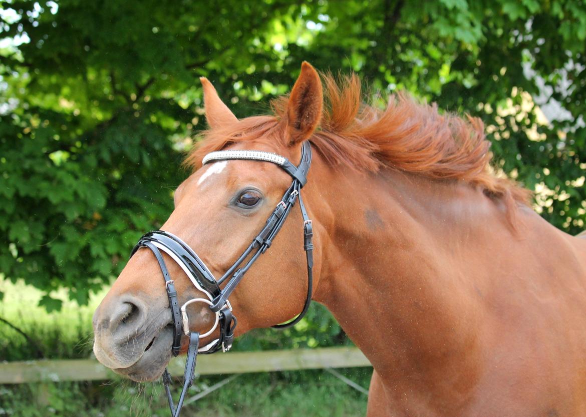 Tysk Oldenburger First Romance Bastbjerg billede 5
