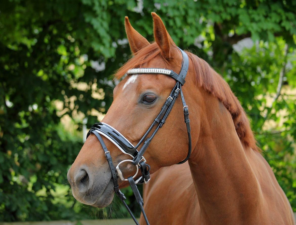 Tysk Oldenburger First Romance Bastbjerg billede 7