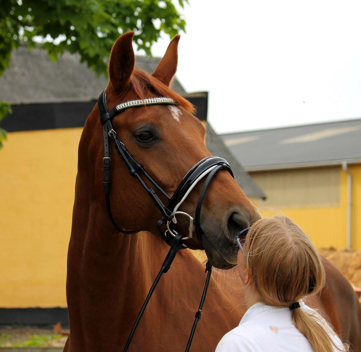 Tysk Oldenburger First Romance Bastbjerg billede 11