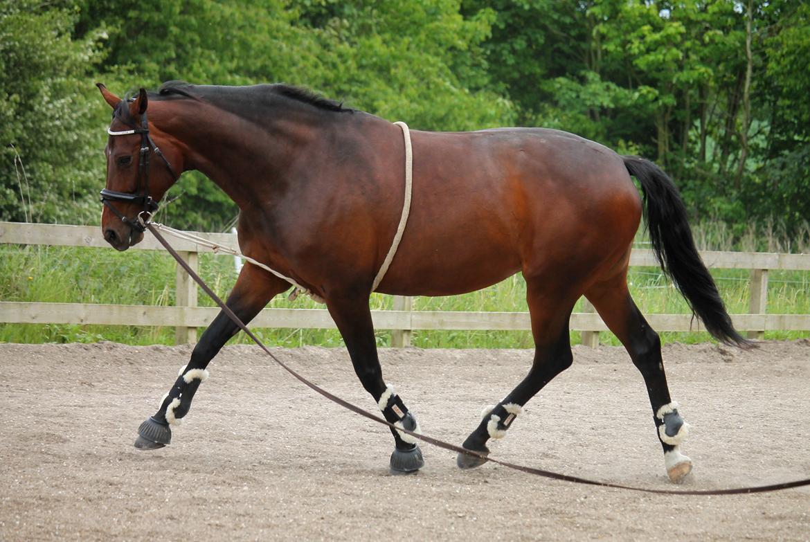 Tysk Oldenburger Sienna Bastbjerg billede 27