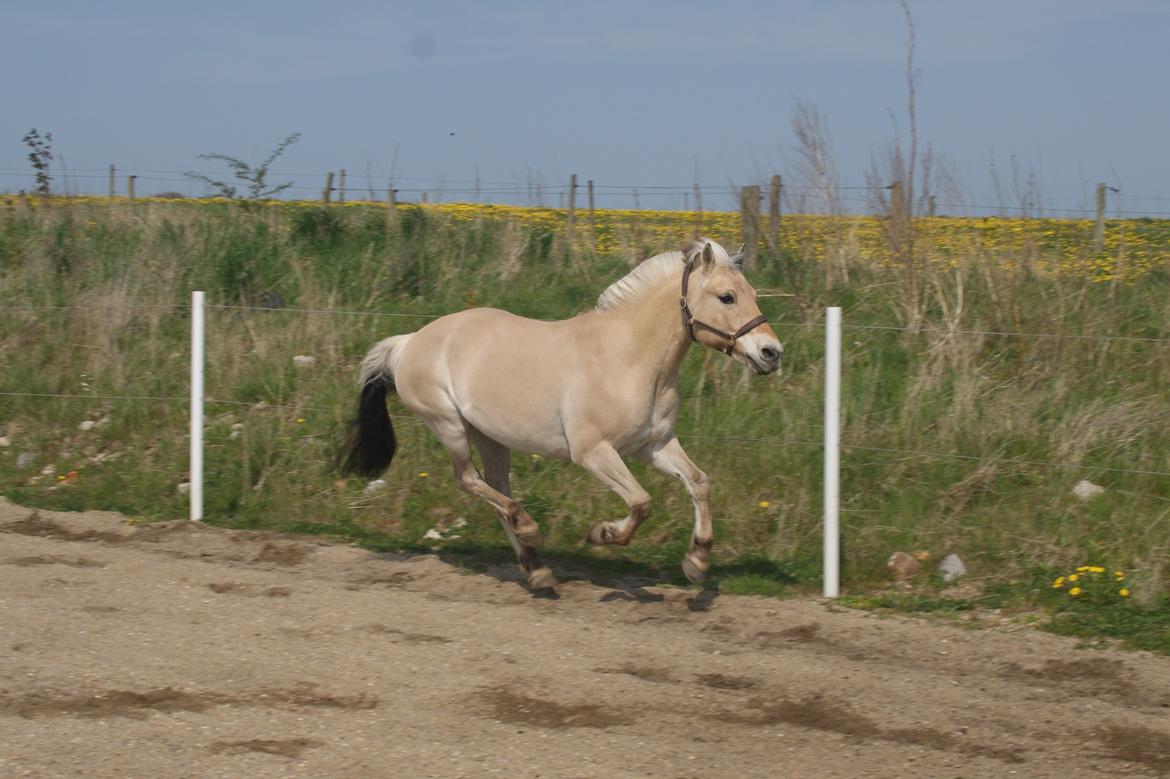 Fjordhest Monik thorsø billede 2