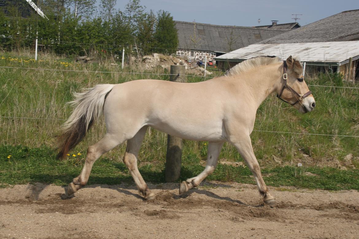 Fjordhest Monik thorsø billede 4