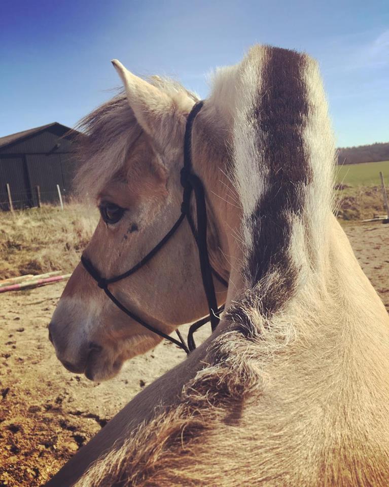 Fjordhest Monik thorsø billede 6
