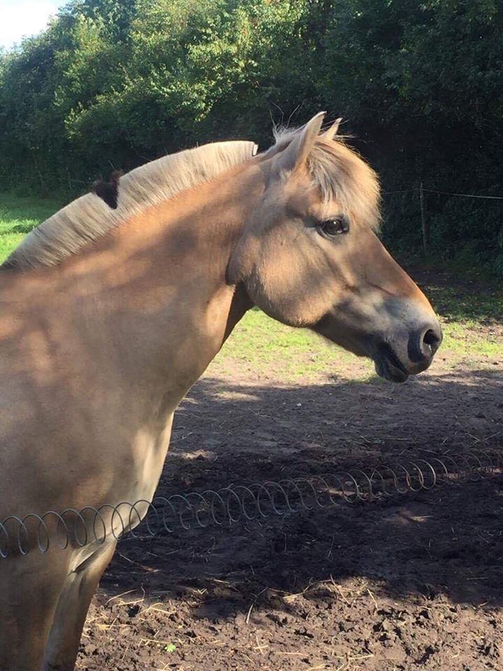 Fjordhest Monik thorsø billede 9