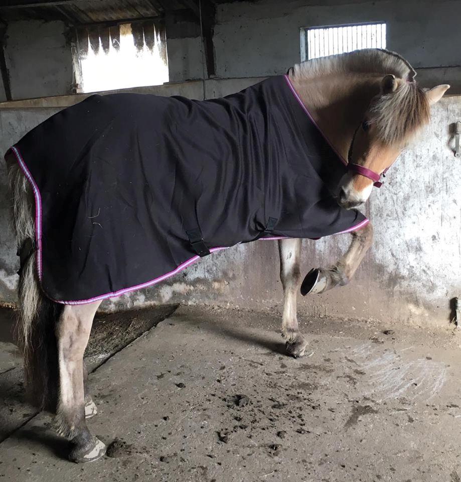 Fjordhest Monik thorsø billede 10