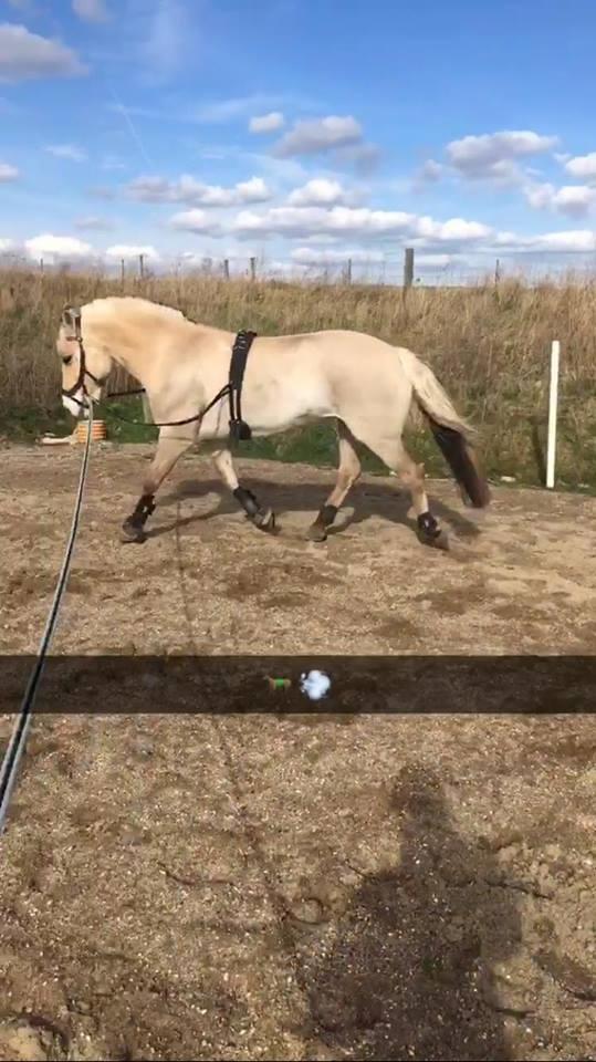 Fjordhest Monik thorsø billede 15