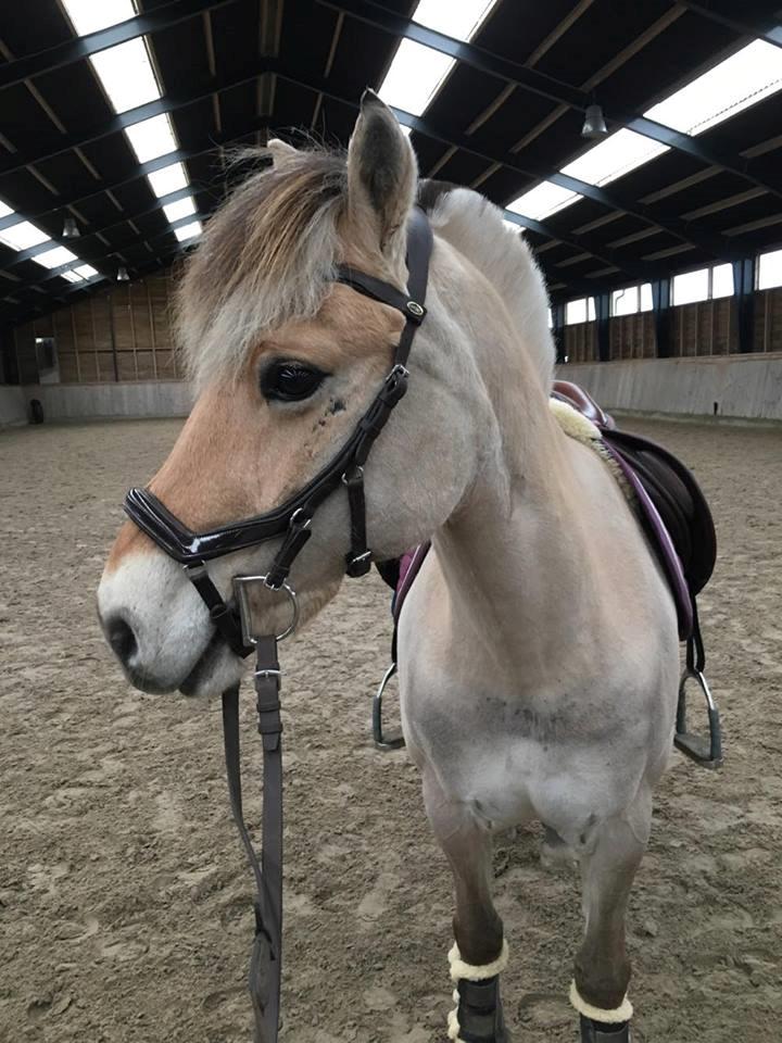 Fjordhest Monik thorsø billede 16