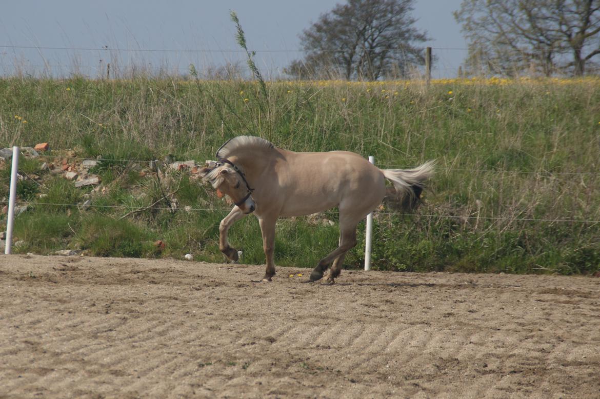Fjordhest Monik thorsø billede 17