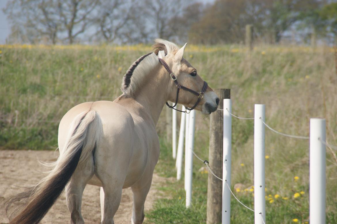 Fjordhest Monik thorsø billede 14