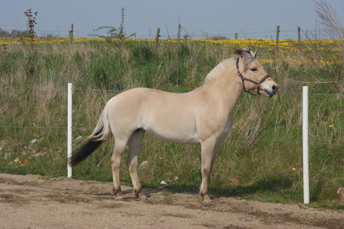 Fjordhest Monik thorsø billede 11