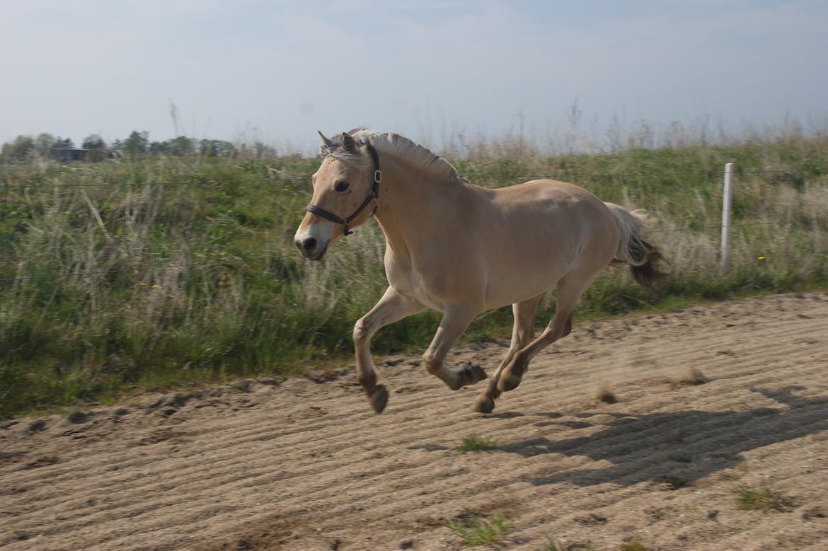 Fjordhest Monik thorsø billede 18