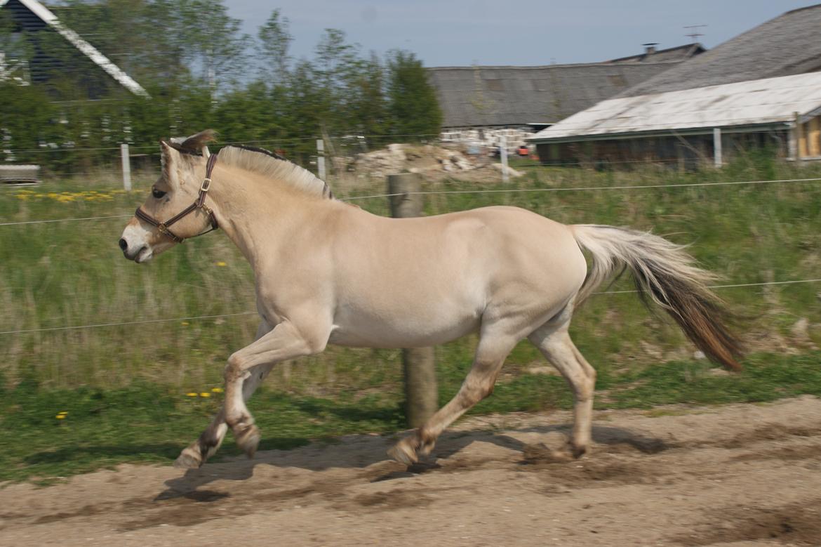 Fjordhest Monik thorsø billede 8