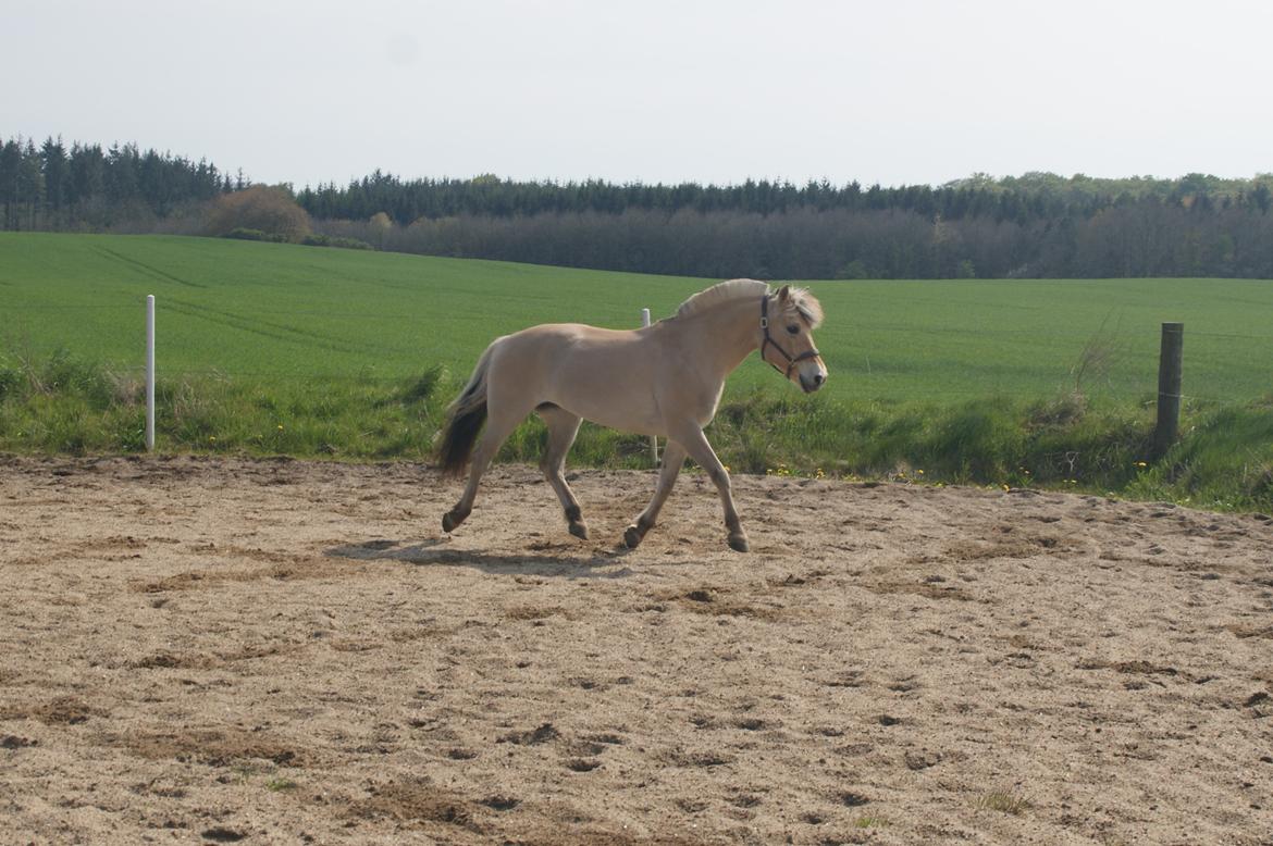 Fjordhest Monik thorsø billede 19