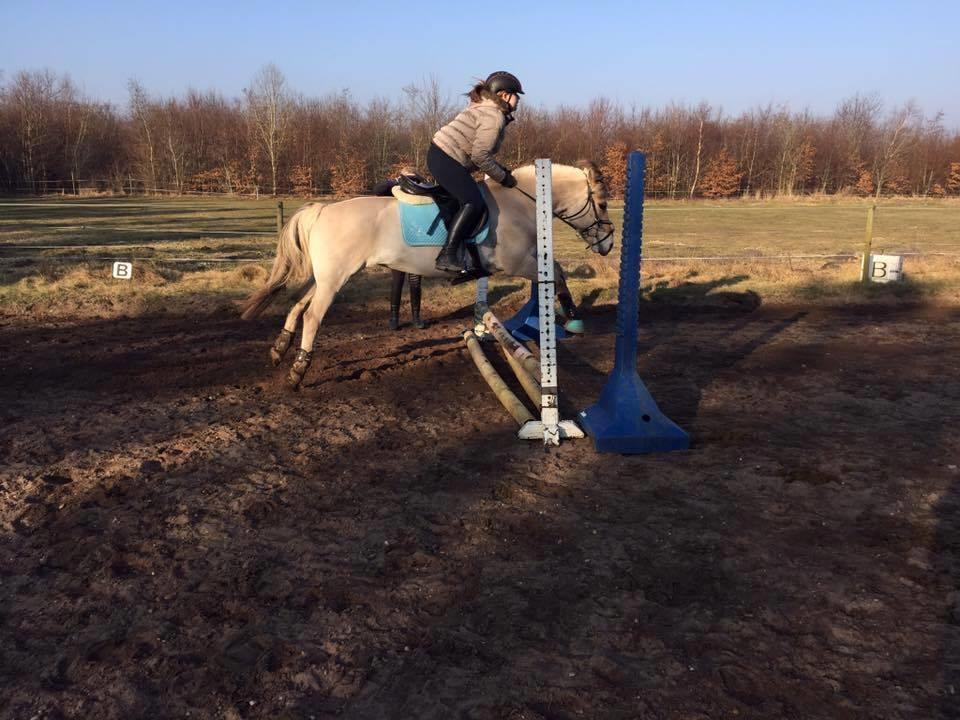 Fjordhest Monik thorsø - Da jeg var nede og prøve hende billede 20