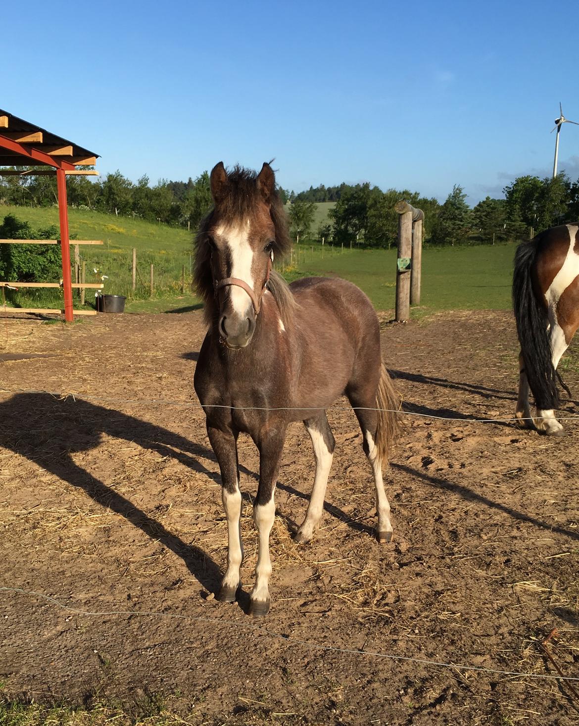 Anden særlig race Milky Slice - SOLGT - Lille prinsesse billede 14