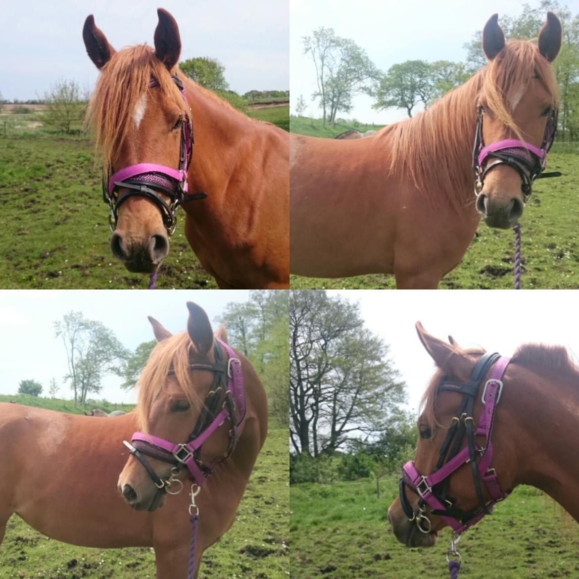 Arabisk fuldblod (OX) Emira bint Gharib ox *SOLGT* billede 38