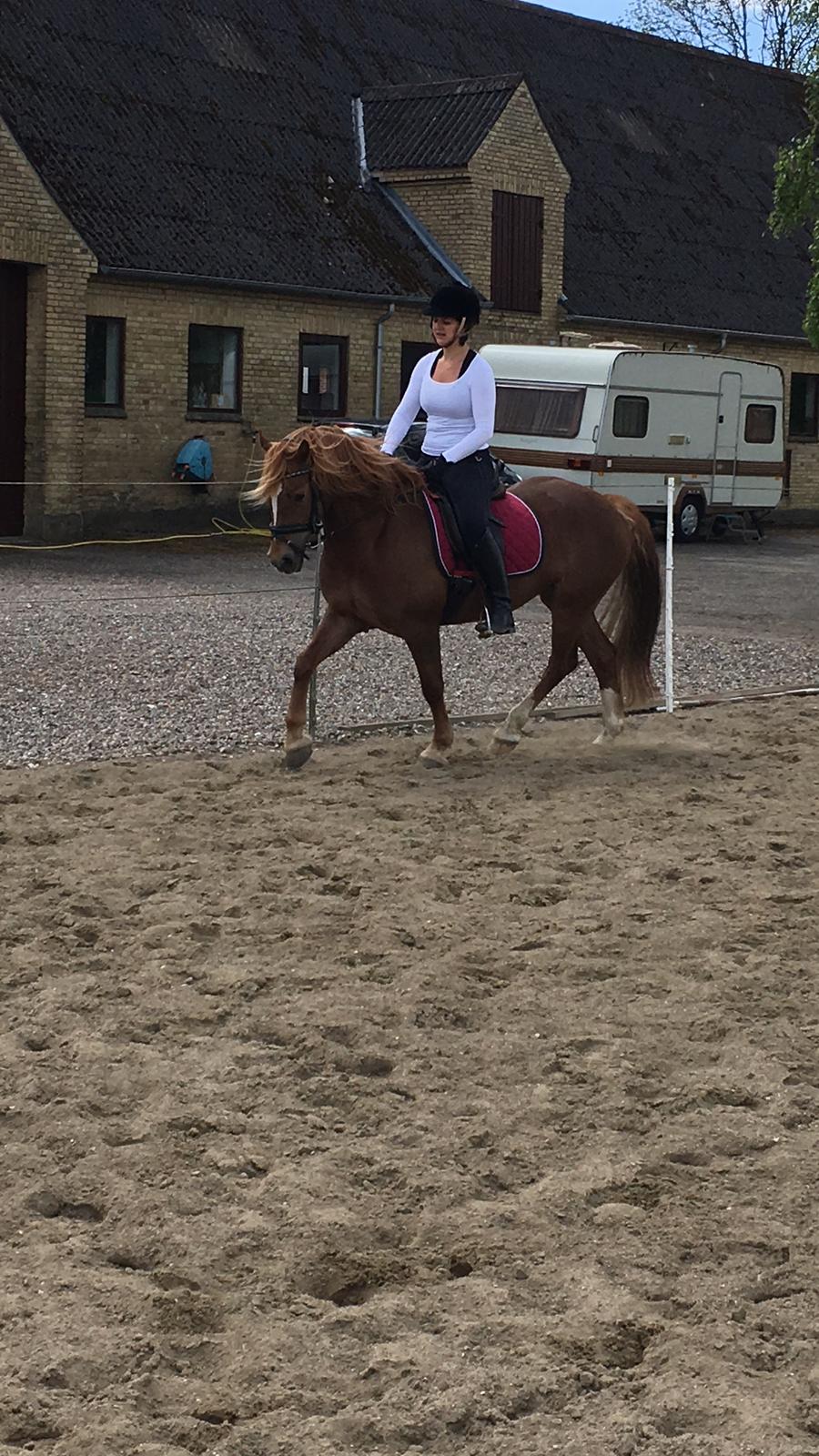 Welsh Cob (sec D) Stenløkkegårds annabell billede 13