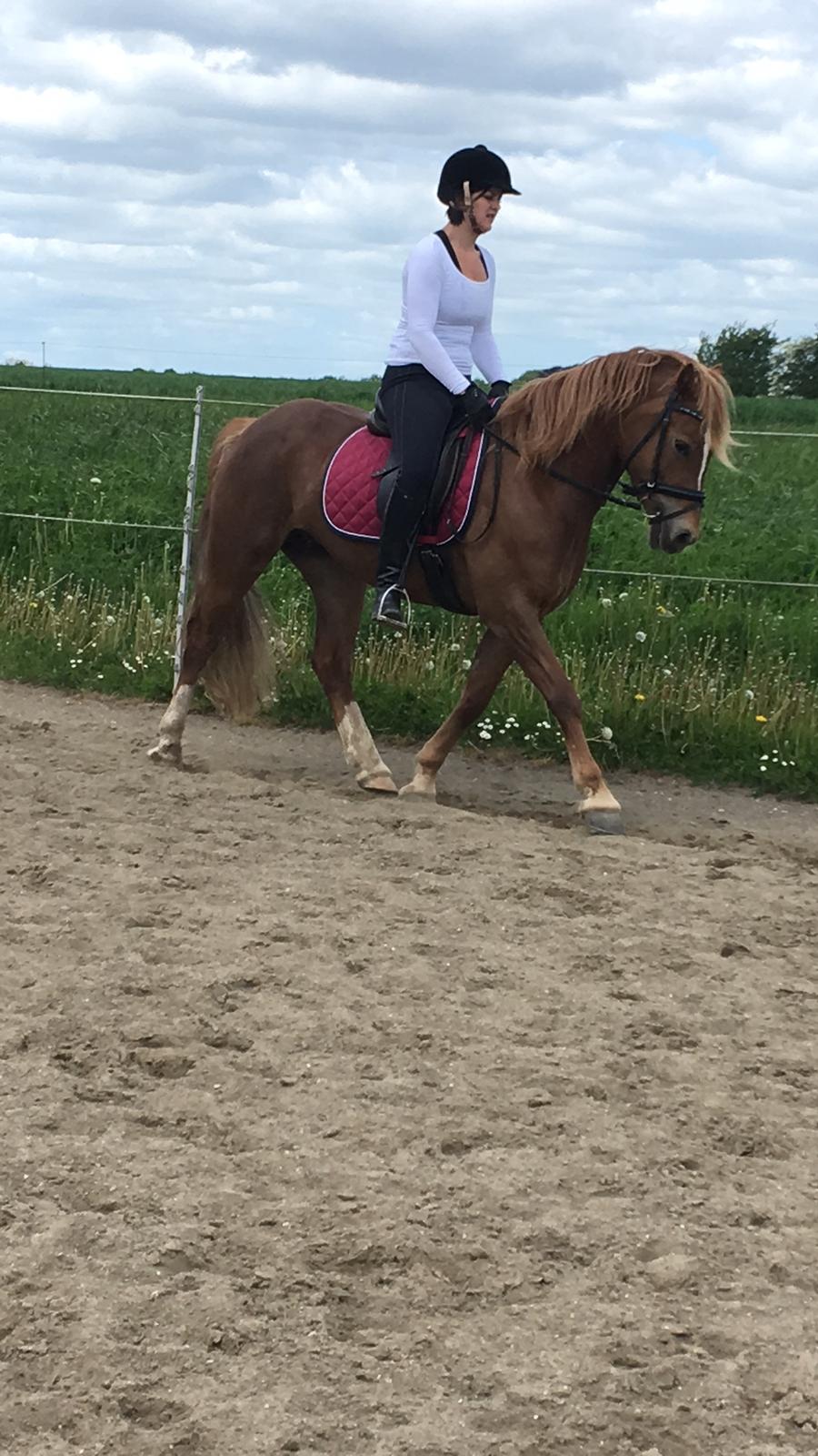 Welsh Cob (sec D) Stenløkkegårds annabell billede 15