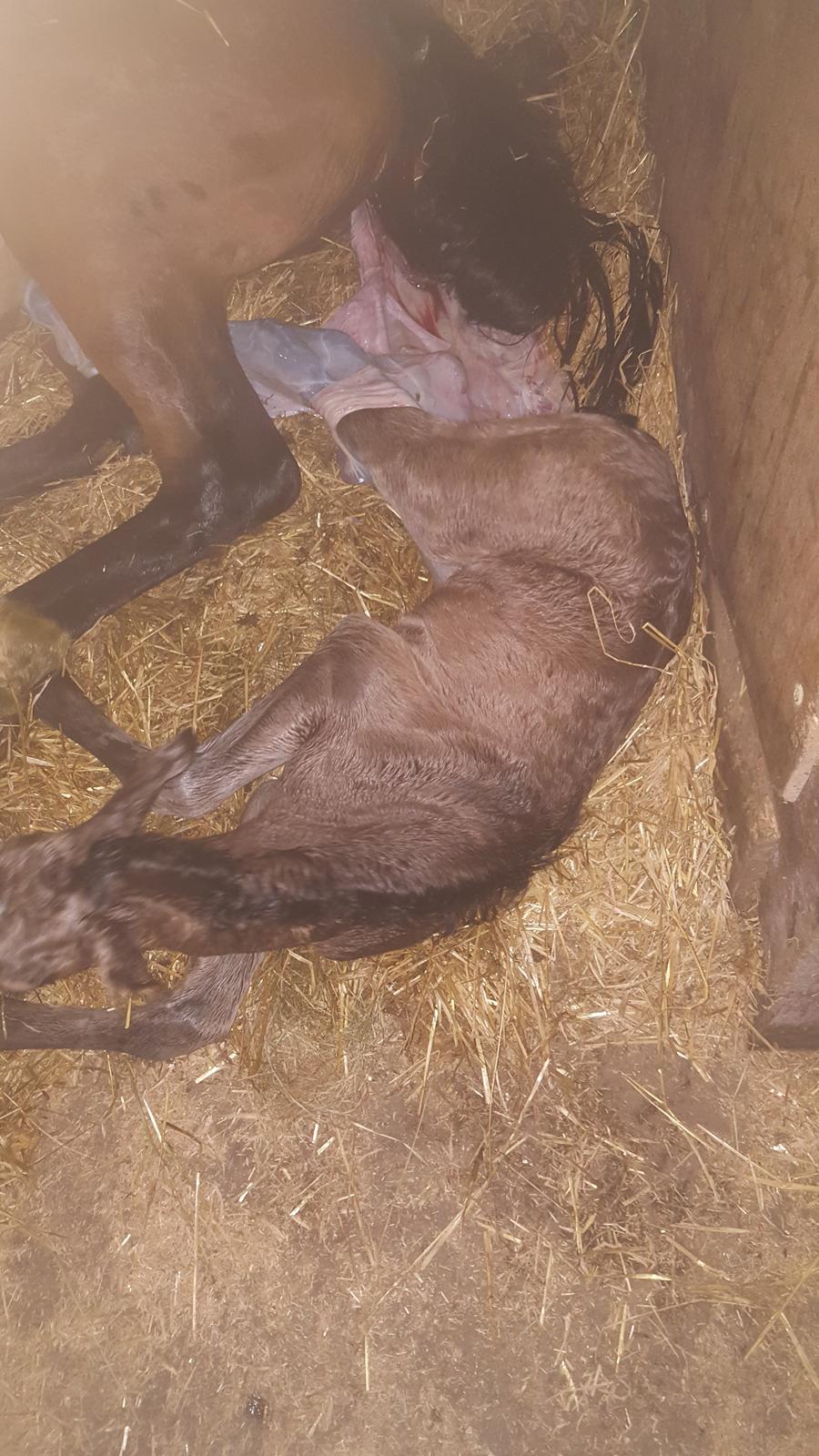 DSP Bjerring's princess billede 18